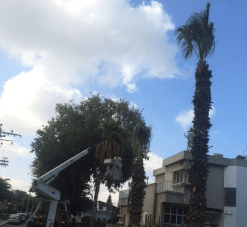 עובד גוזם עץ דקל בגובה באמצעות מנוף סל הרמה