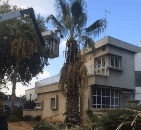 עובד גוזם עץ דקל בגובה באמצעות מנוף סל הרמה